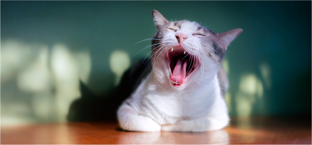 Eine Katze mit Mundgeruch gähnt