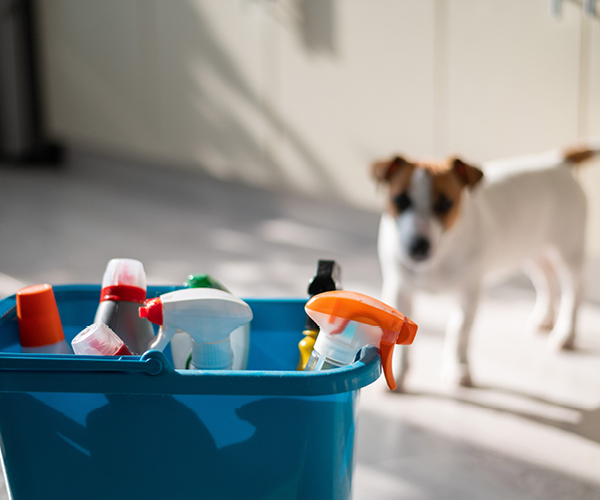 Ein Hund steht neben einem Putzeimer