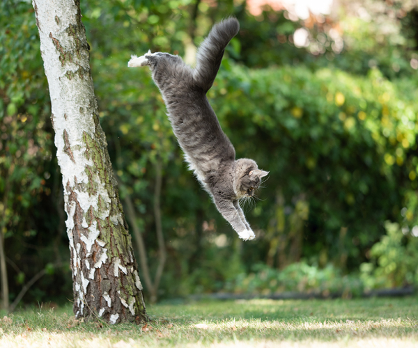 Eine Katze landet auf ihren Pfoten