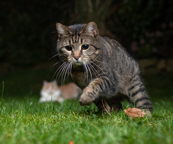 Katze jagt in der Nacht
