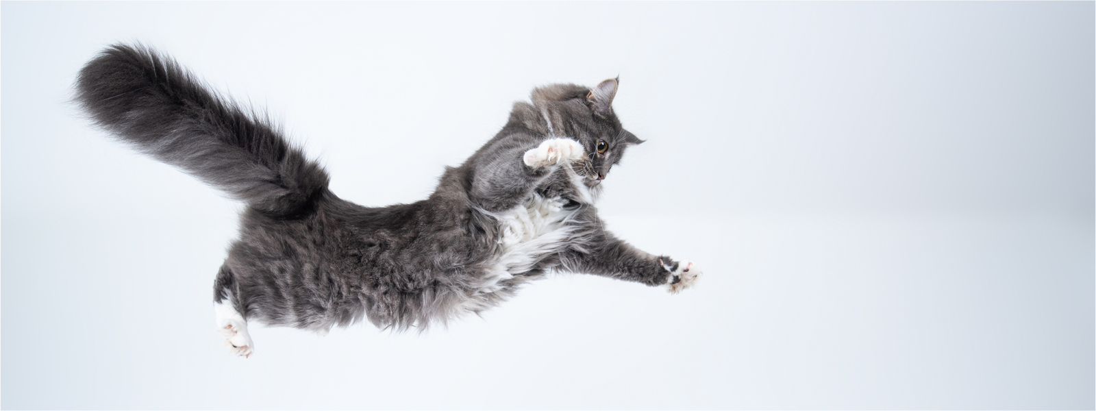 Eine Katze springt sehr hoch