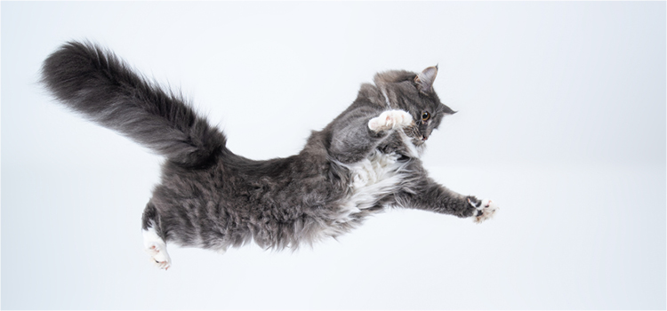 Eine Katze springt sehr hoch