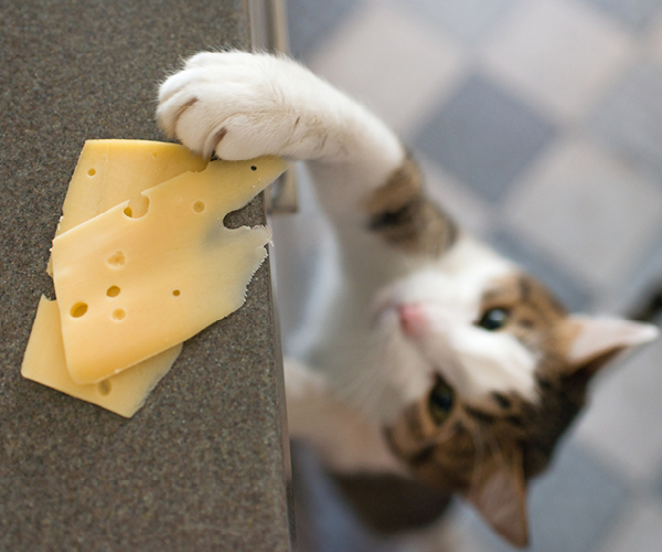 Eine Katze greift nach einem Stück Käse