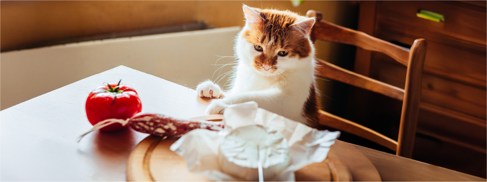 Eine Katze riecht an einem Stück Käse