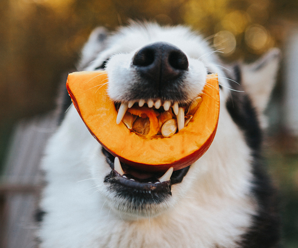 Hund frisst einen Kürbis