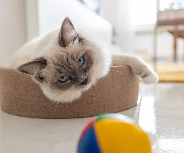 Eine Katze liegt in einem Katzenbett 