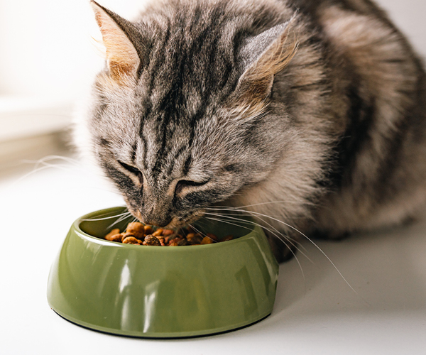 Eine Katze frisst aus einem Futternapf