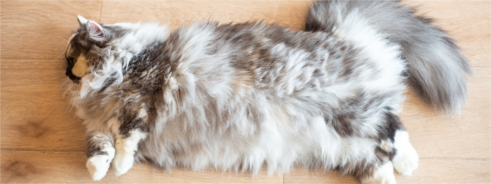 Eine übergewichtige Katze liegt auf dem Boden