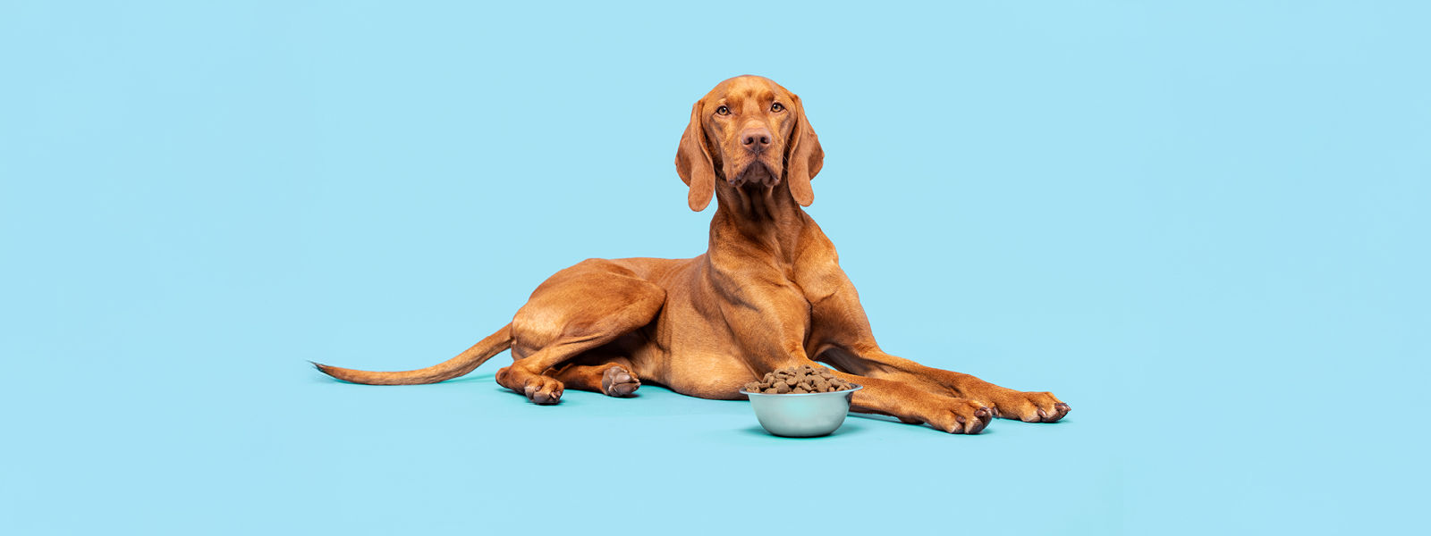 Ausgewachsener Hund mit Trockenfutter