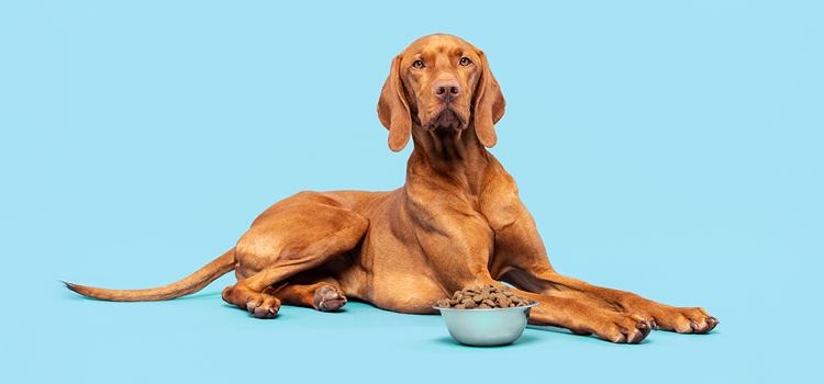 Ausgewachsener Hund mit Trockenfutter