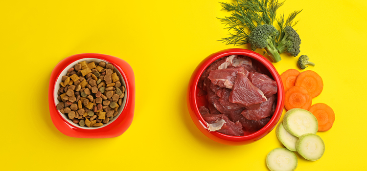 Trockenfutter und Nassfutter für Hunde serviert