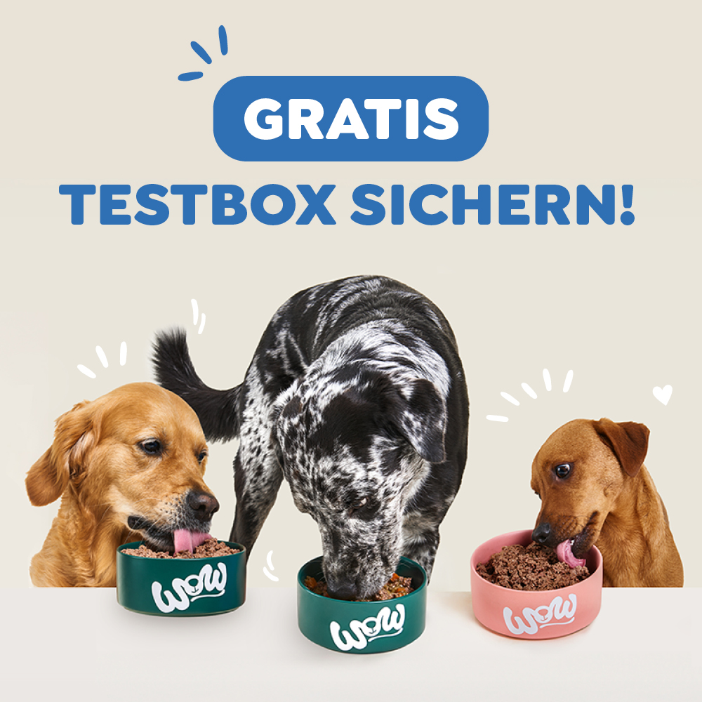 Ein Hund schaut lustig in die Kamera