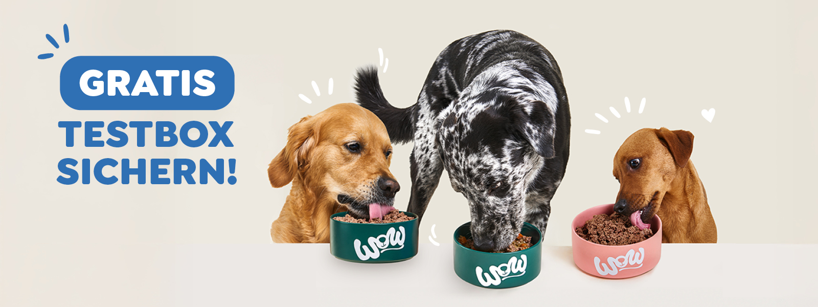 Ein Hund schaut lustig in die Kamera