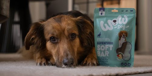 Hund liegt neben einem Sack Snacks am Boden