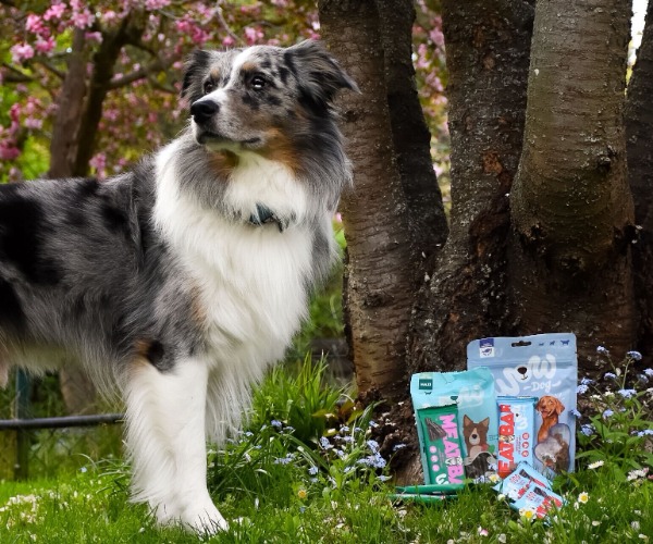 Viele Hunde-Leckerlis liegen neben einem Hund