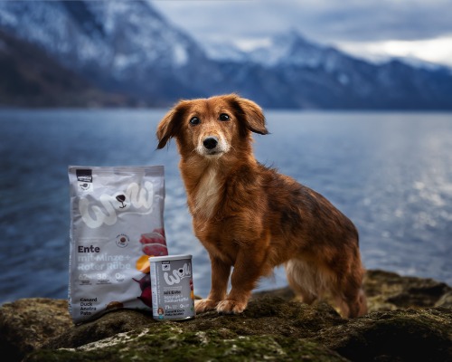 Senior Hund der vor einen Bergkulisse steht und neben dem Produkte stehen