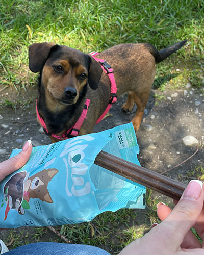Heidi die eine Pfote auf einer Nassfutterdose von WOW abgelegt hat.