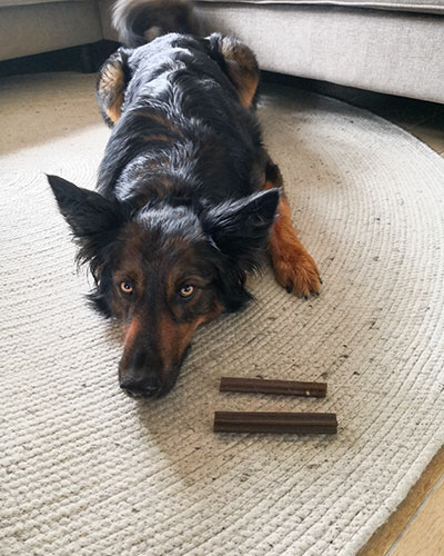 Baika liegt auf dem Boden und vor ihr stehen WOW Nassfutterdosen in einem kleinen Krob.