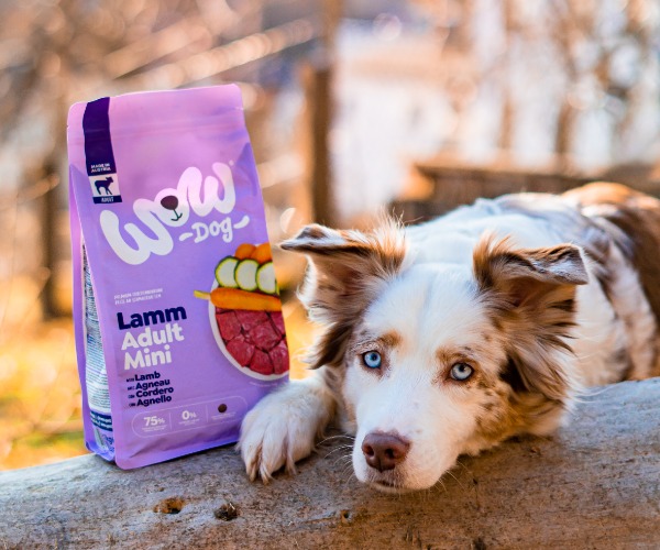 Hund liegt neben einer Packung Trockenfutter