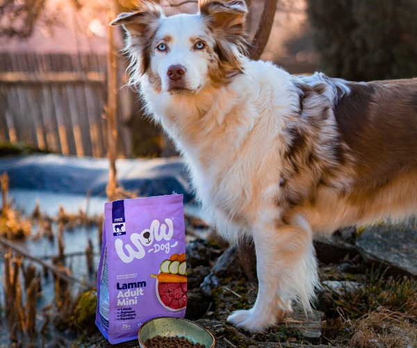 Hund in der Natur mit einer Packung trockenfutter