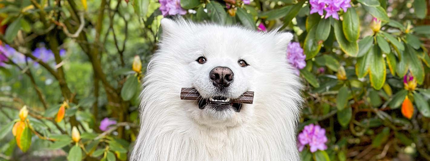 Ein Hund der einen Dentals Stick in seinem Maul zwischen den Zähnen hält