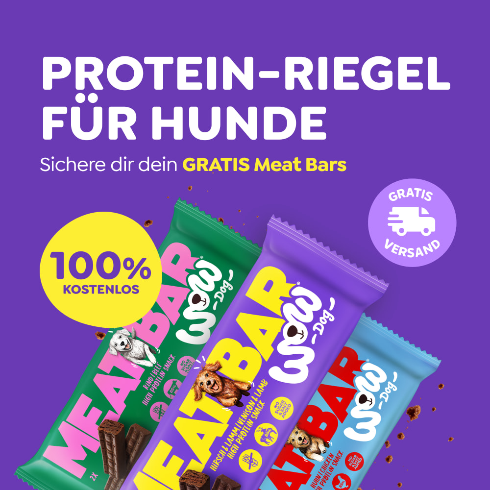 Ein Hund schaut lustig in die Kamera