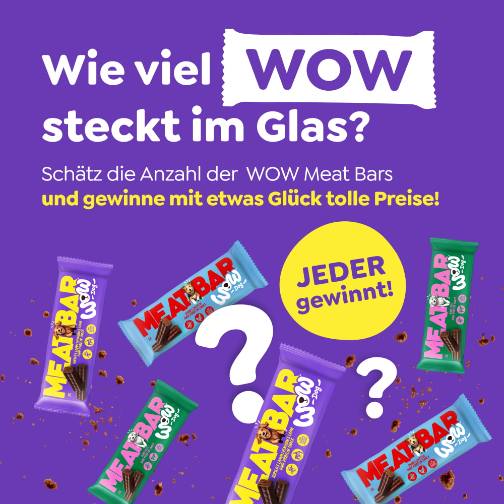 Ein Hund schaut lustig in die Kamera