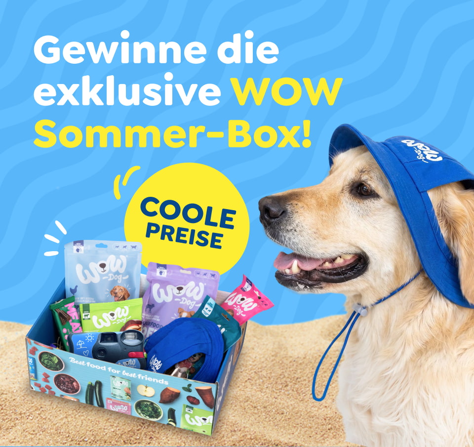Ein Hund schaut lustig in die Kamera