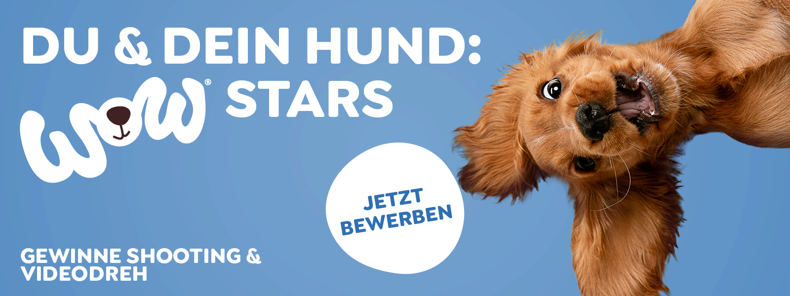 Ein Hund schaut lustig in die Kamera