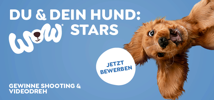 Ein Hund schaut lustig in die Kamera