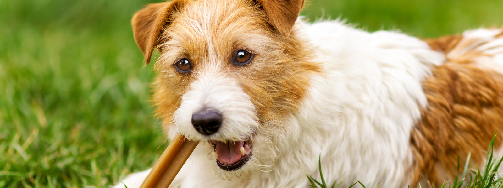 hund frisst natural dentals