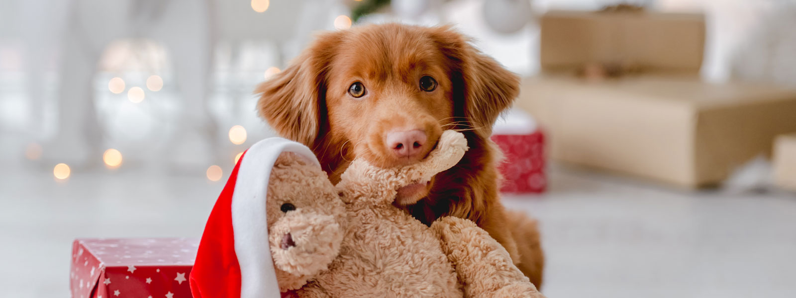 Der Hund Baika zwischen unseren WOW Produkten