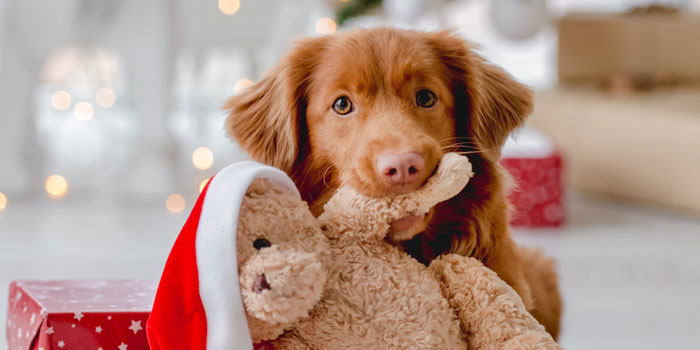 Der Hund Baika zwischen unseren WOW Produkten