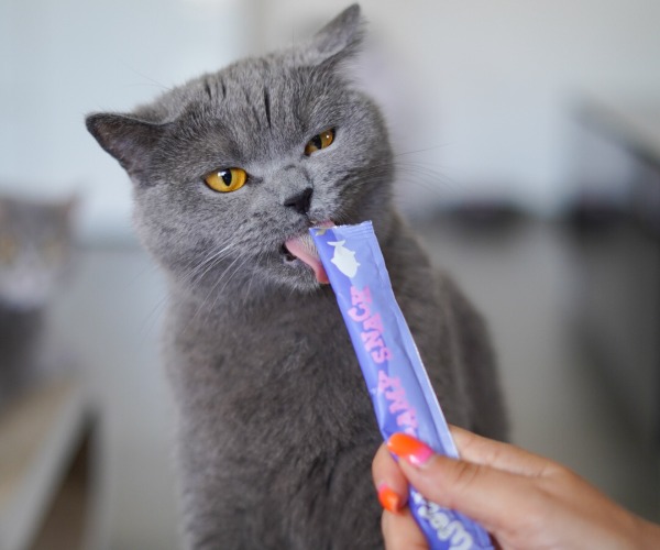 Eine Katze leckt an einem Creamy Snack von Wow Cat