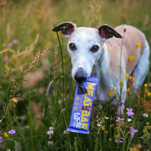 Huhn h&auml;lt einen Protein-Snack im Maul