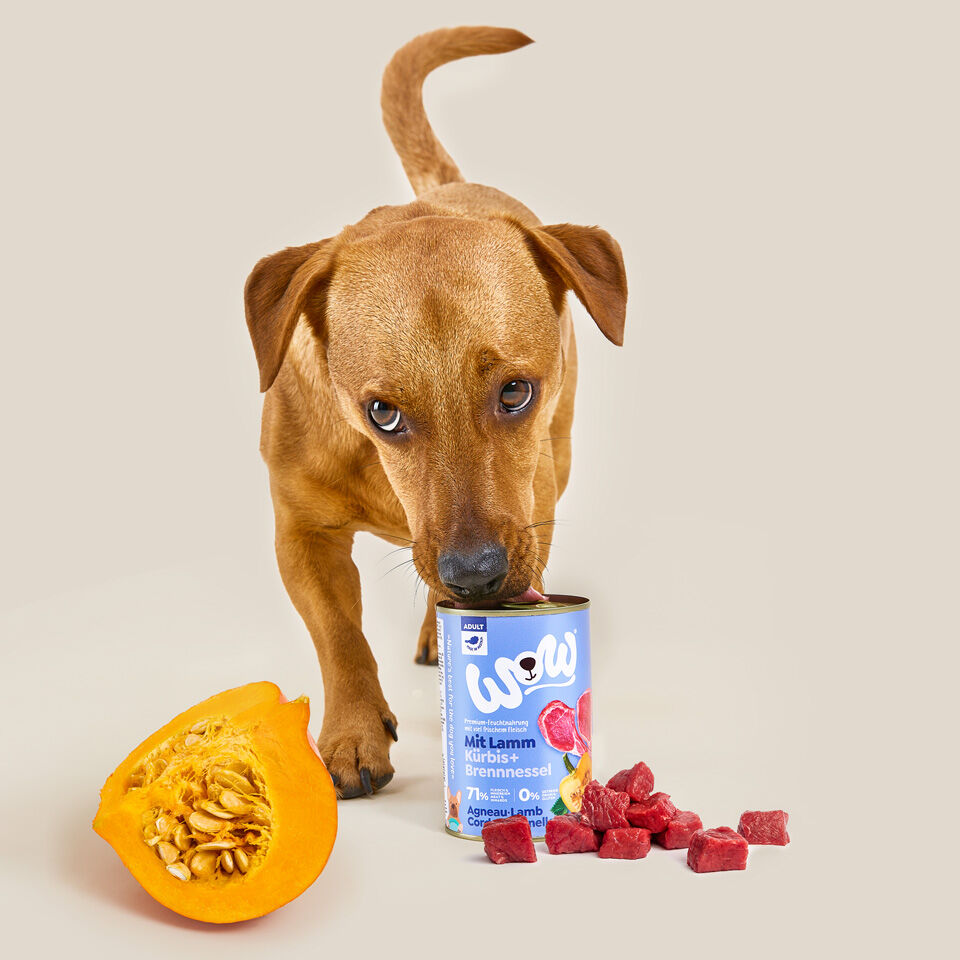 Best lamb dog food on sale