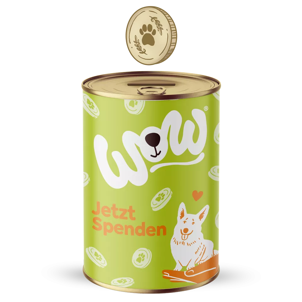 Food for the stray dog paradise