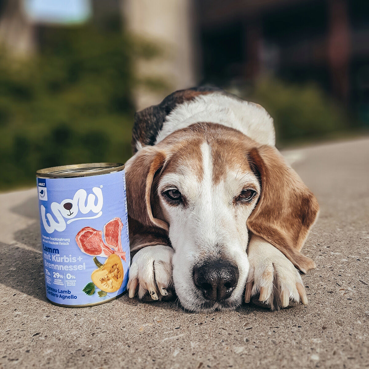 How Many Kg Should A Dog Eat how-many-kg-should-a-dog-eat