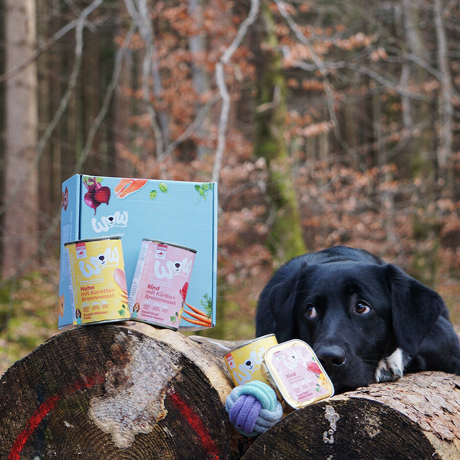 Wow dog box deals