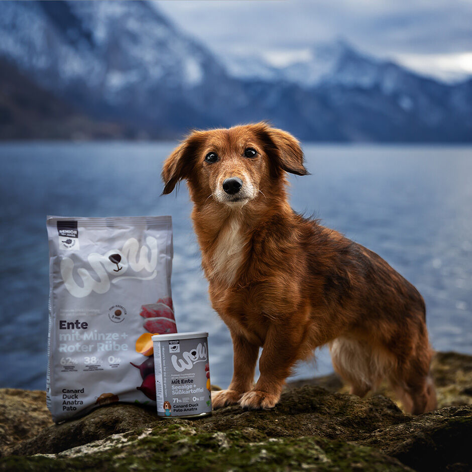 WOW Dog Food Dry Dog Food with Duck at lower prices