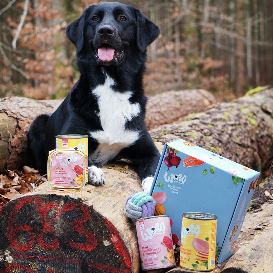 Wow dog box top