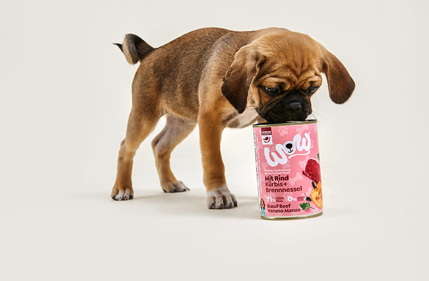 High-Quality Dog Food Quest Wow Artwork Art High-Quality Dog Food Quest Wow Artwork Art