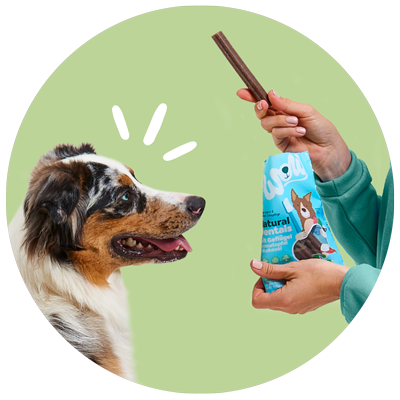 A dog looking at a WOW DOG Dentals package that a person is holding and has already taken a stick out of the package.