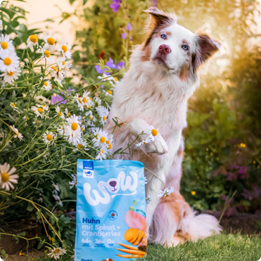 Dry food