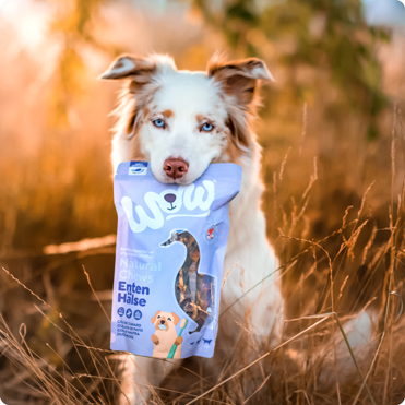 Golsinas para perros